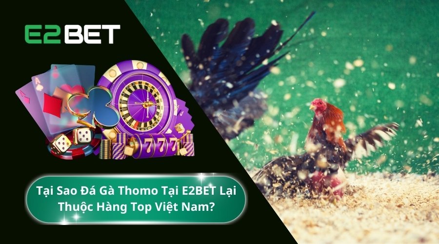 Tại Sao Đá Gà Thomo Tại E2BET Lại Thuộc Hàng Top Việt Nam