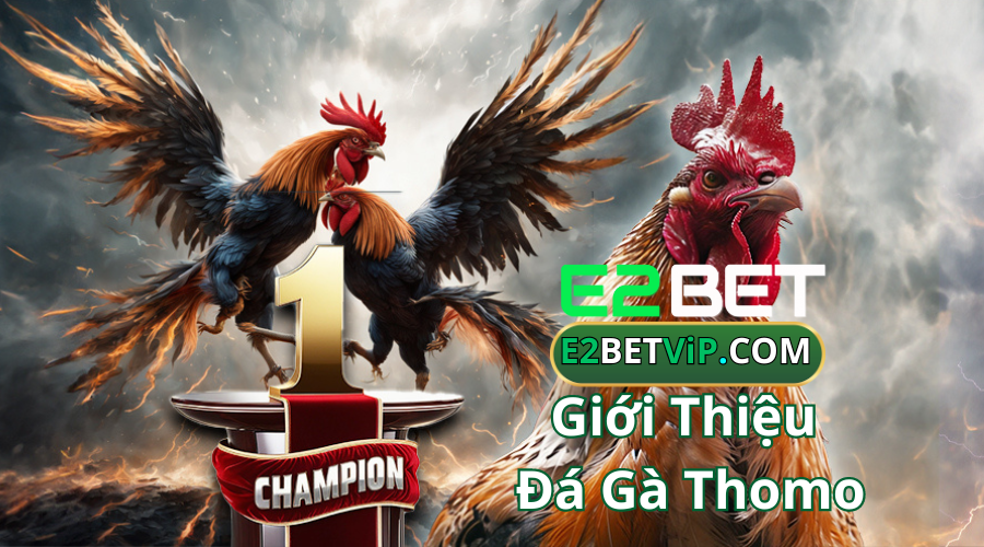 Giới Thiệu Đá Gà Thomo